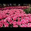 rachna1082